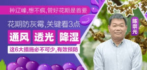 花期防灰霉，，，，，，要害看3点